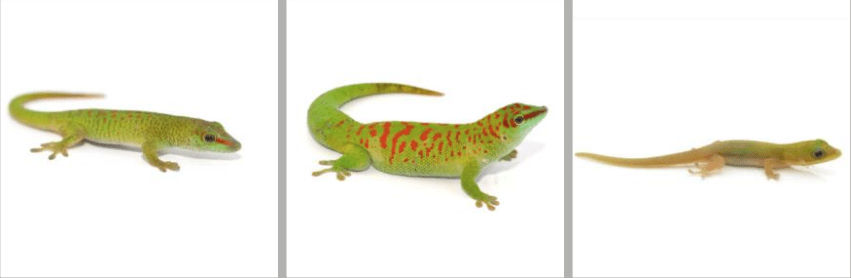 day-gecko-types